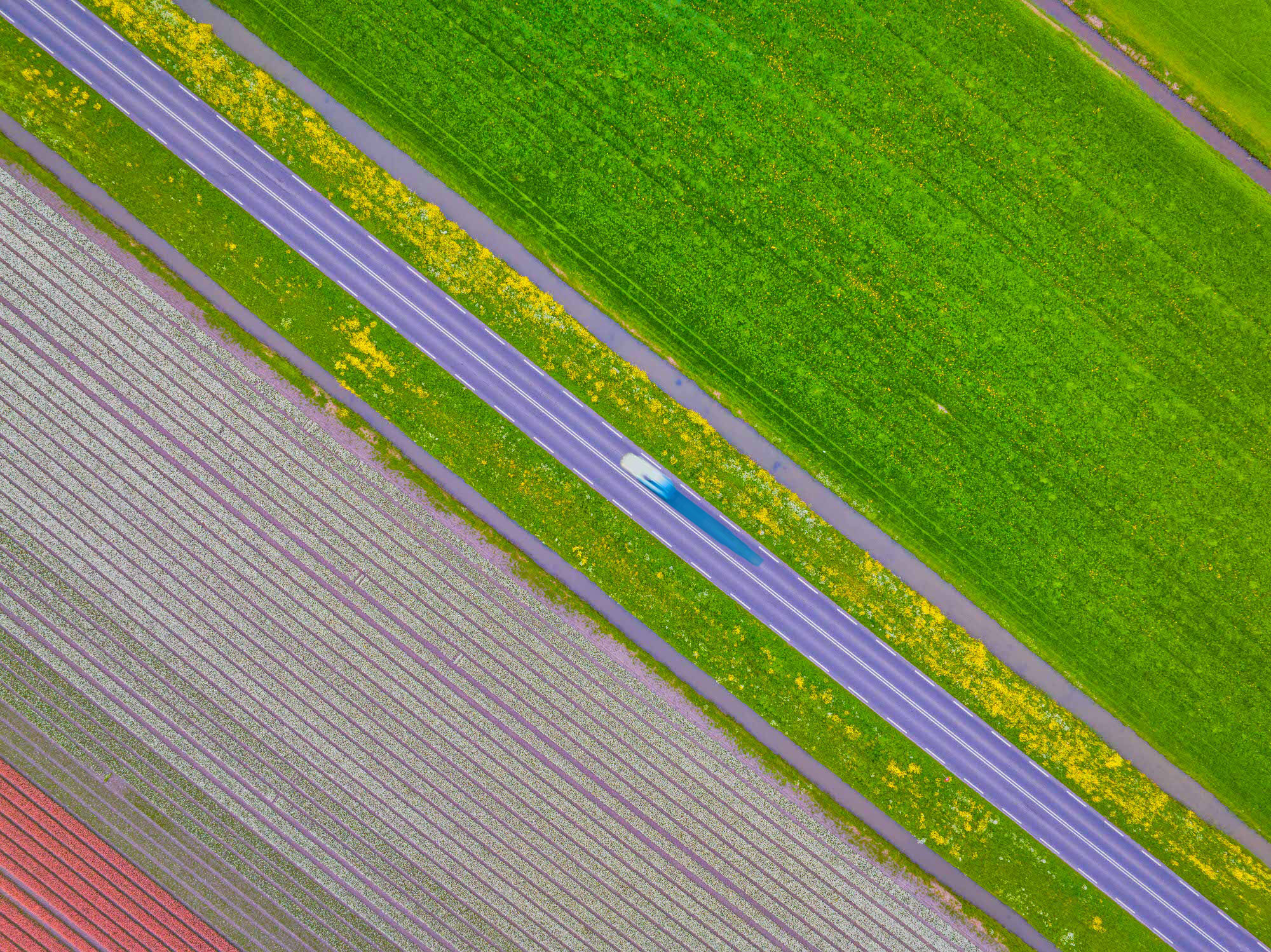 TuliPanic, Holland