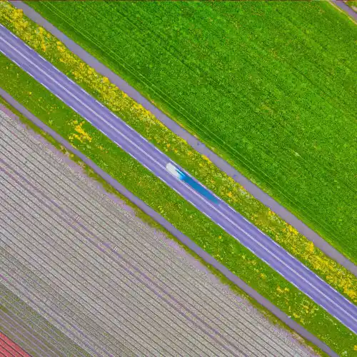 TuliPanic, Holland